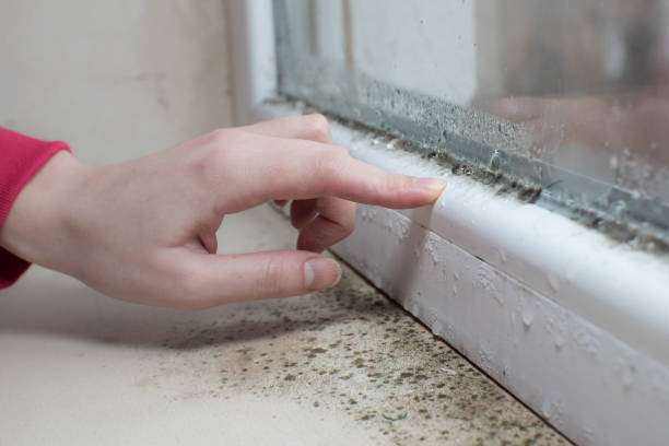 Best Attic Mold Removal  in Fulton, NY
