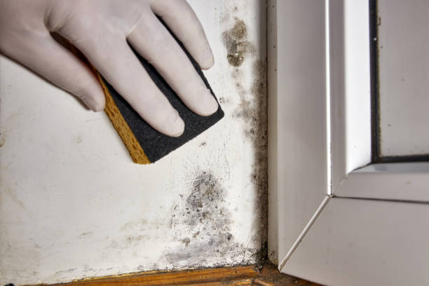 Best Dehumidification Services  in Fulton, NY